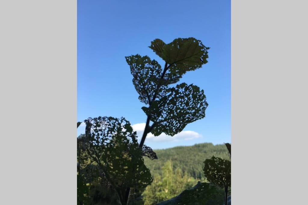 Gite Authentic Ardenne Vresse-sur-Semois Kültér fotó